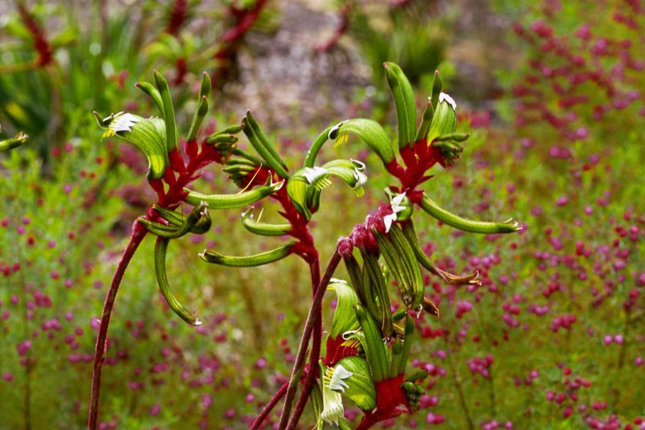 Национальный цветок Австралии