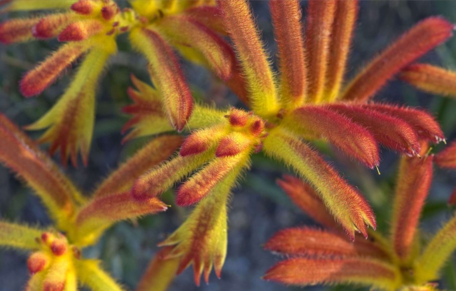 Анигозантус макро