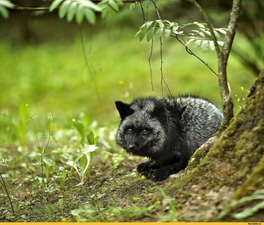 Банксия ярко-красная