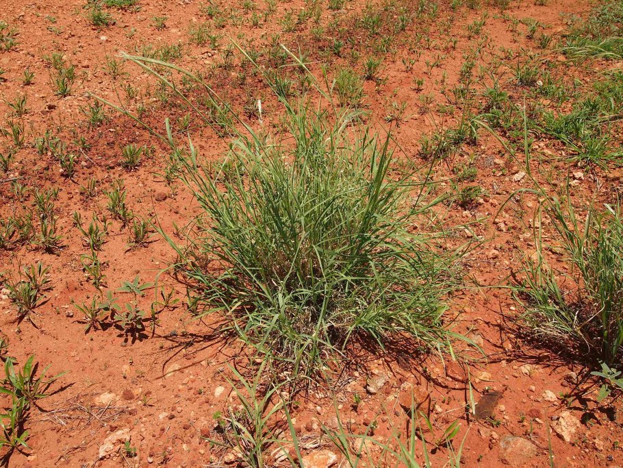 Карри растение дерево