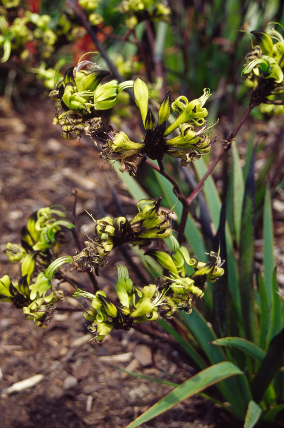 Лахностахис коровяколистный