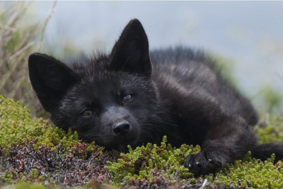 Лилия куин ов Найт (азиатская)