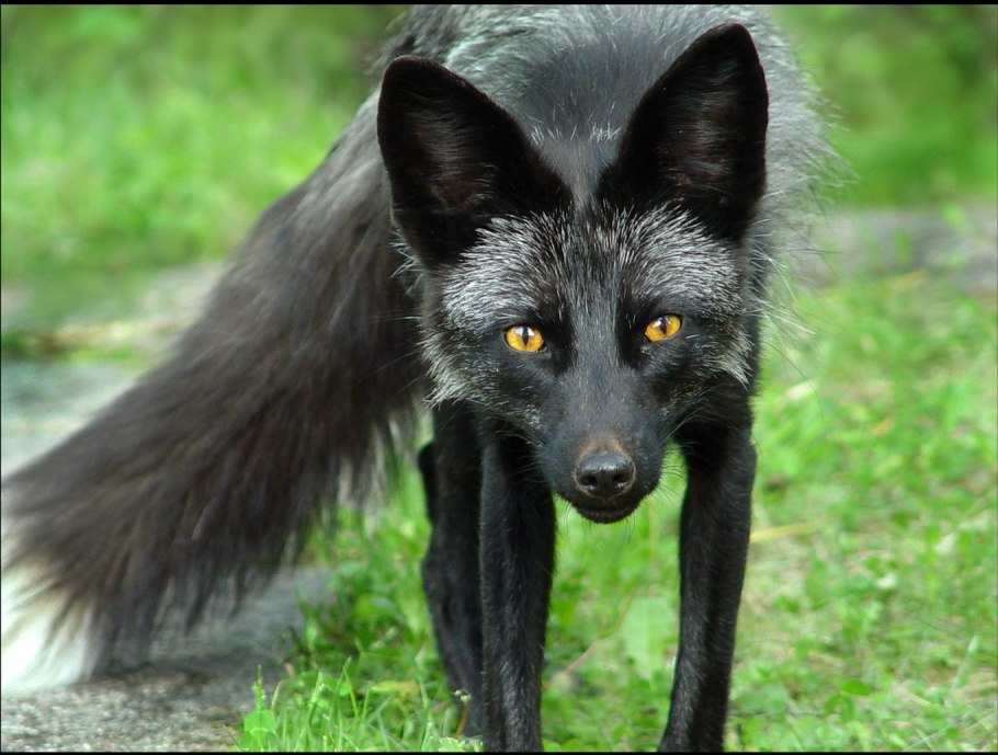 Swainsona Formosa Свайнсона