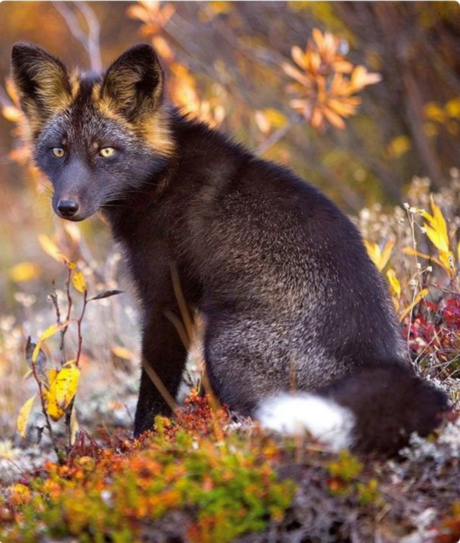 Кандык Сибирский гусиный лук