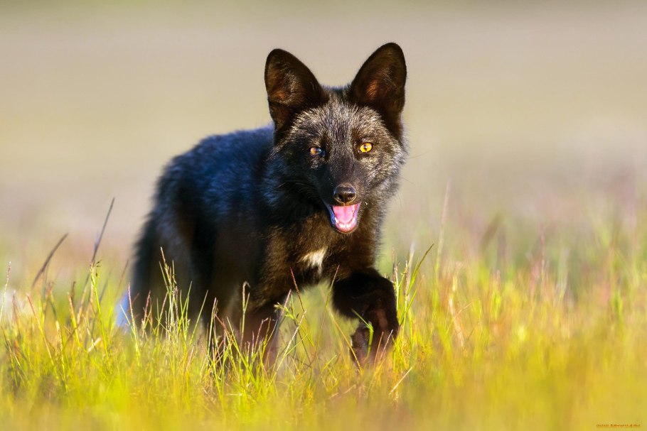 Циперус бурый