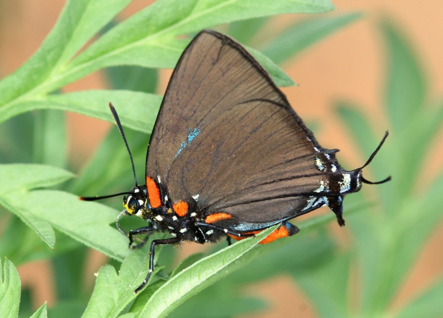 Кенгуровая трава Австралия