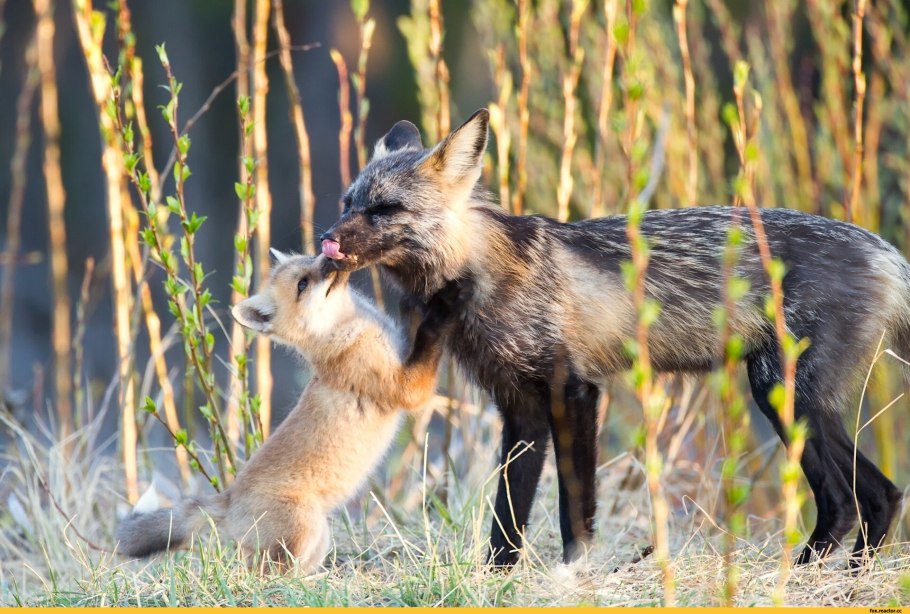 Дерево Джимпи-Джимпи