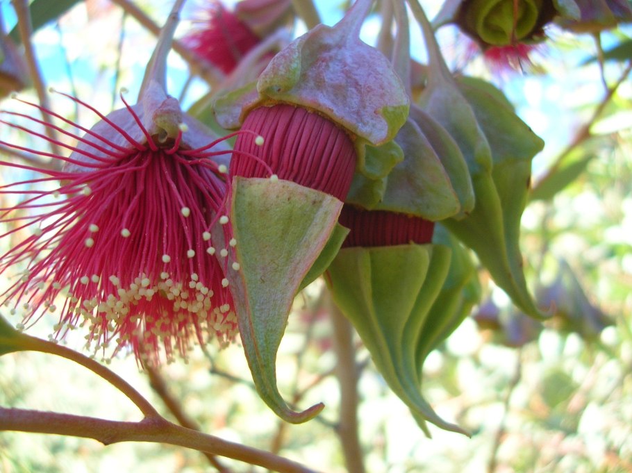 Eucalyptus caesia (эвкалипт)