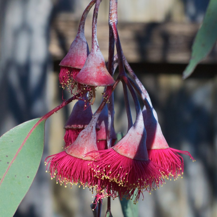 Банксия Коцинея