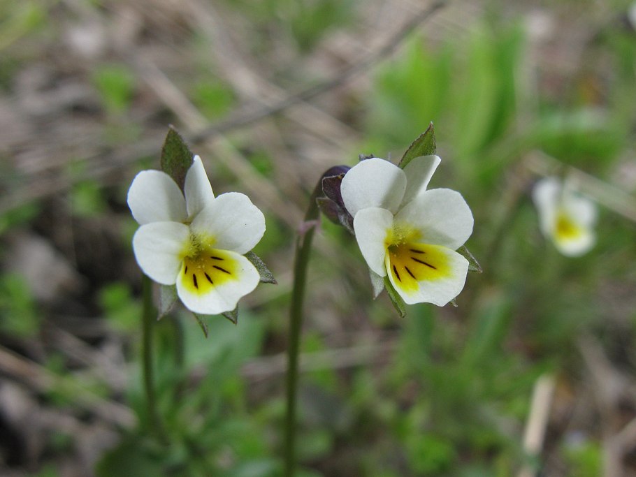 Viola calaminaria