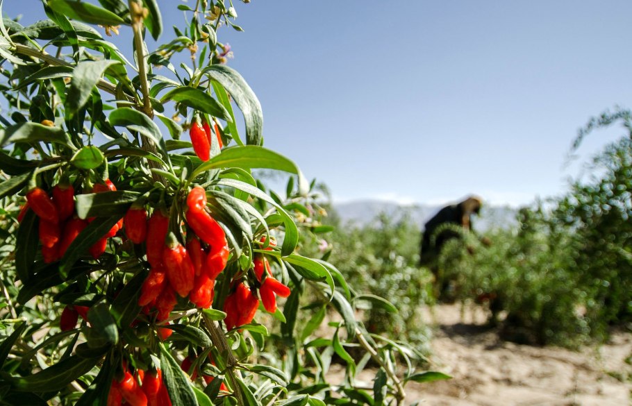 Ягоды дерезы китайской