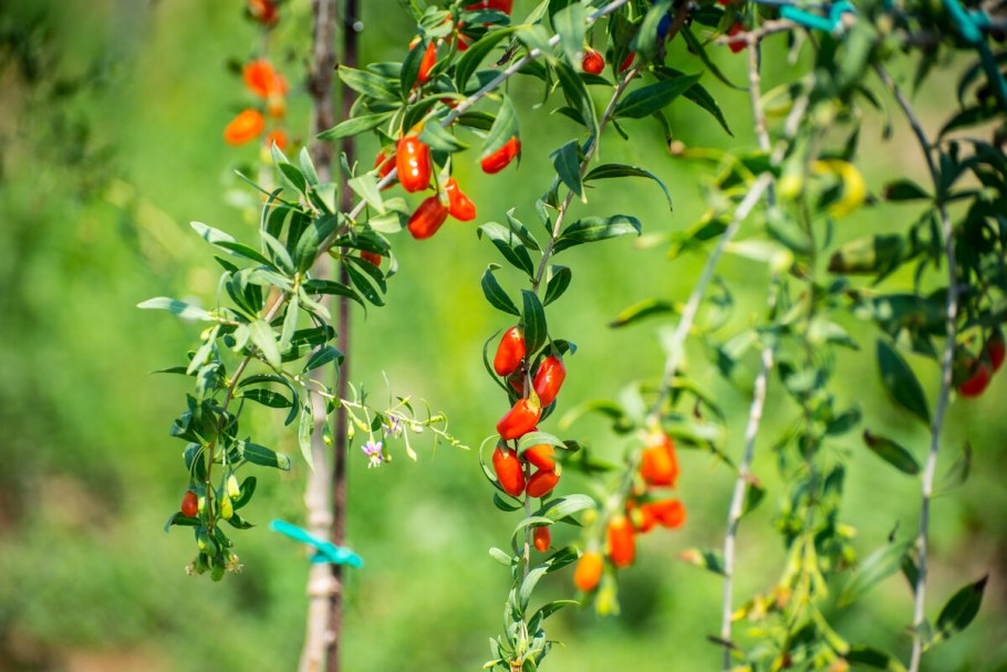 Дереза обыкновенная ягоды годжи