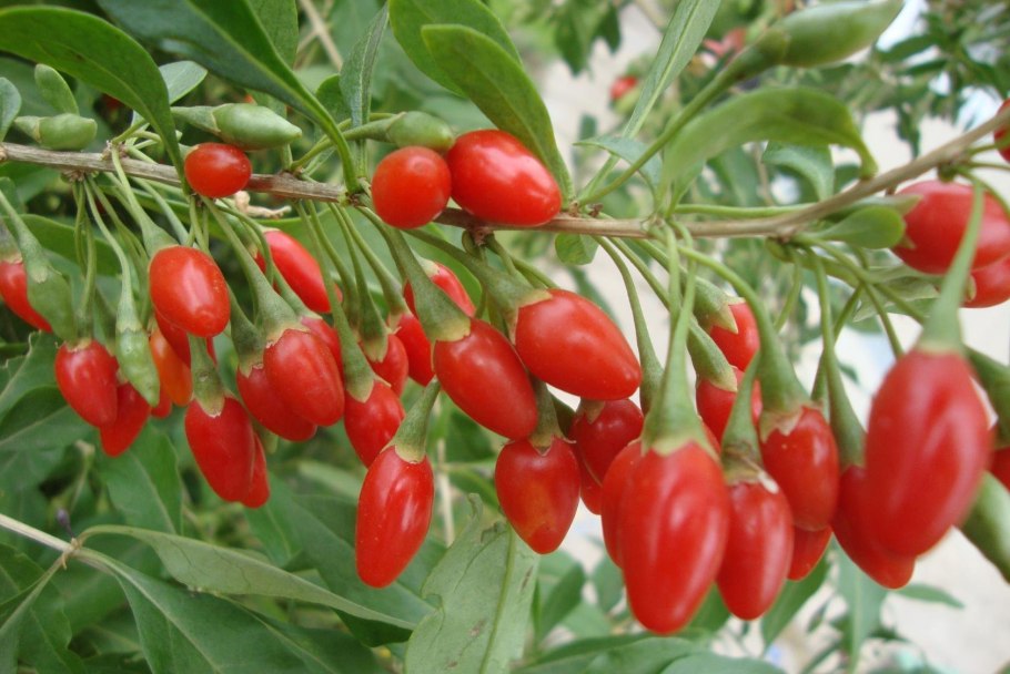 Дереза обыкновенная