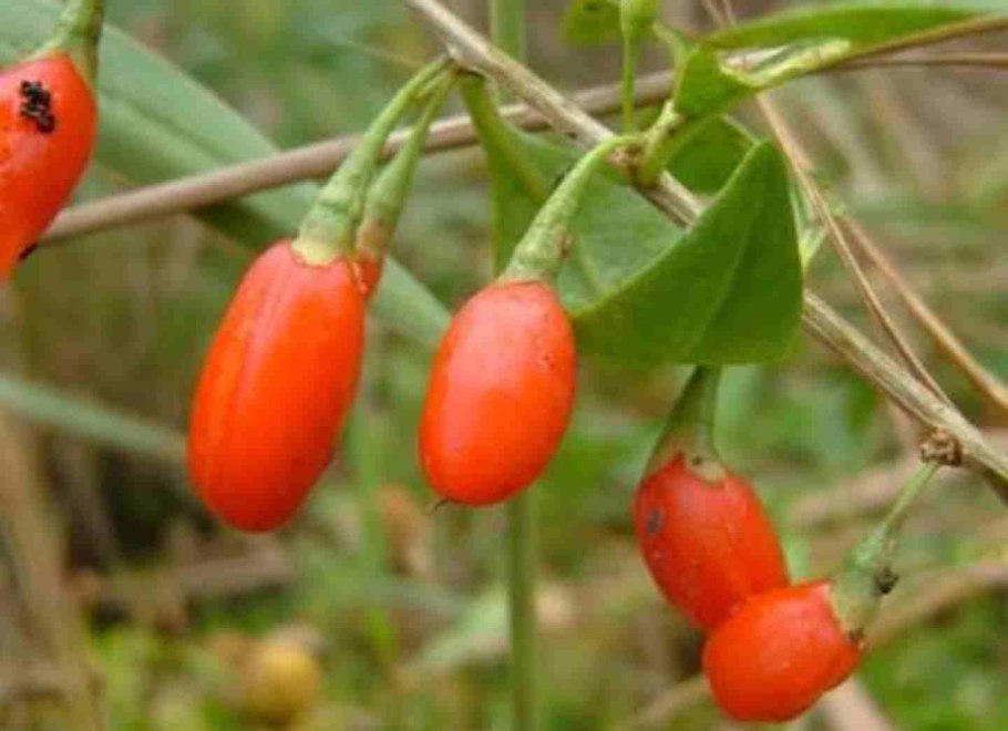 Дереза обыкновенная ягоды годжи