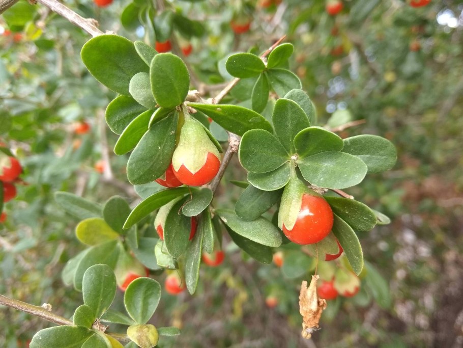 Чилибуха (strychnos nux vomica)