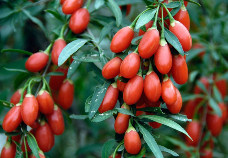 Дереза обыкновенная ягоды годжи