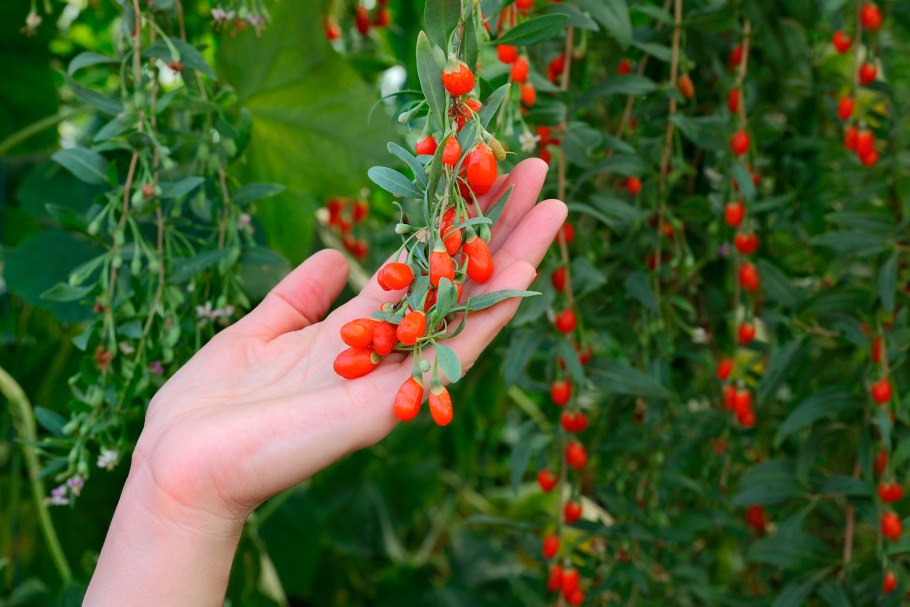 Дереза кустарник годжи
