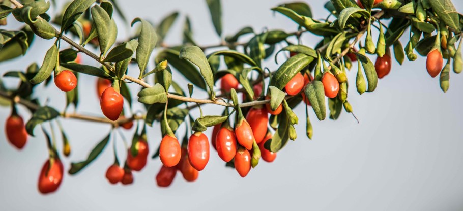 Дереза обыкновенная цветение