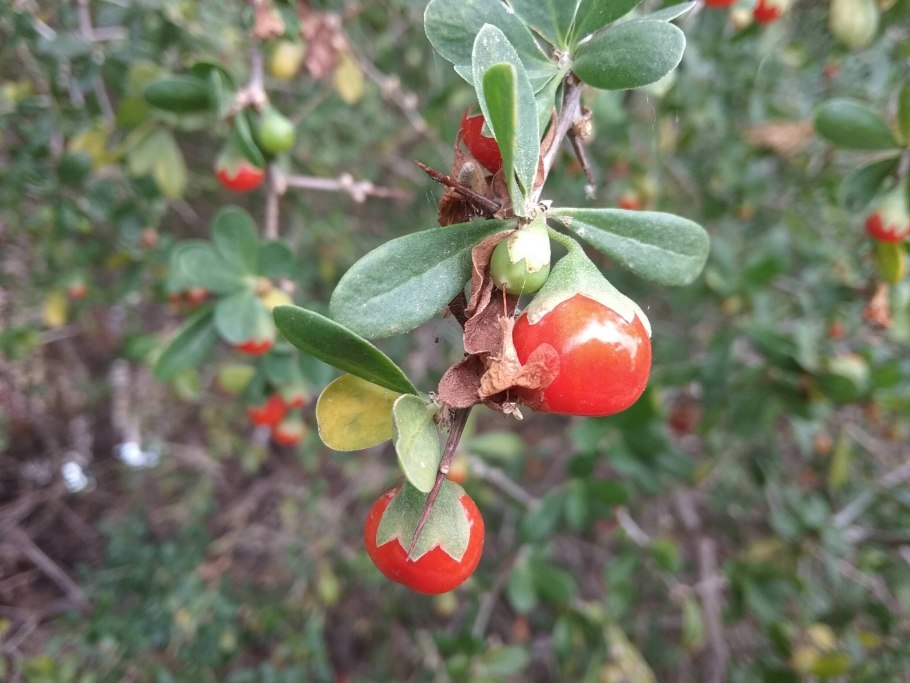 Годжи Дереза китайская