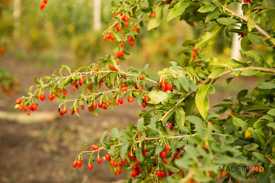 Дереза китайская ягоды годжи