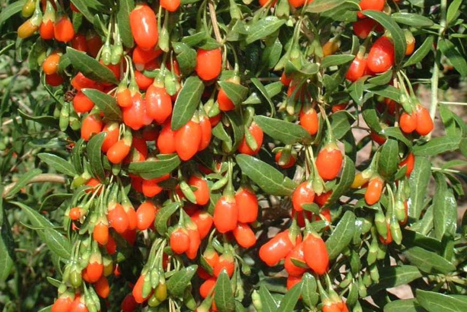 Волчья ягода Дереза обыкновенная