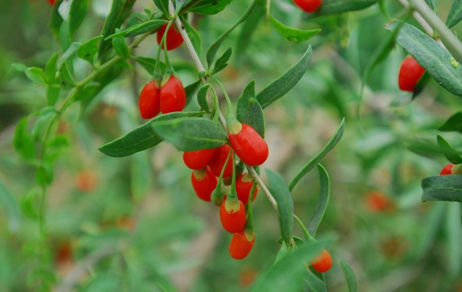 Тибетский Барбарис