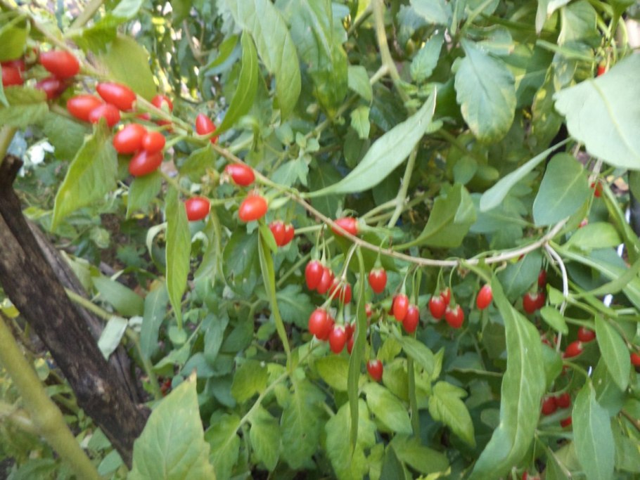 Годжи (лициум) Нью Биг