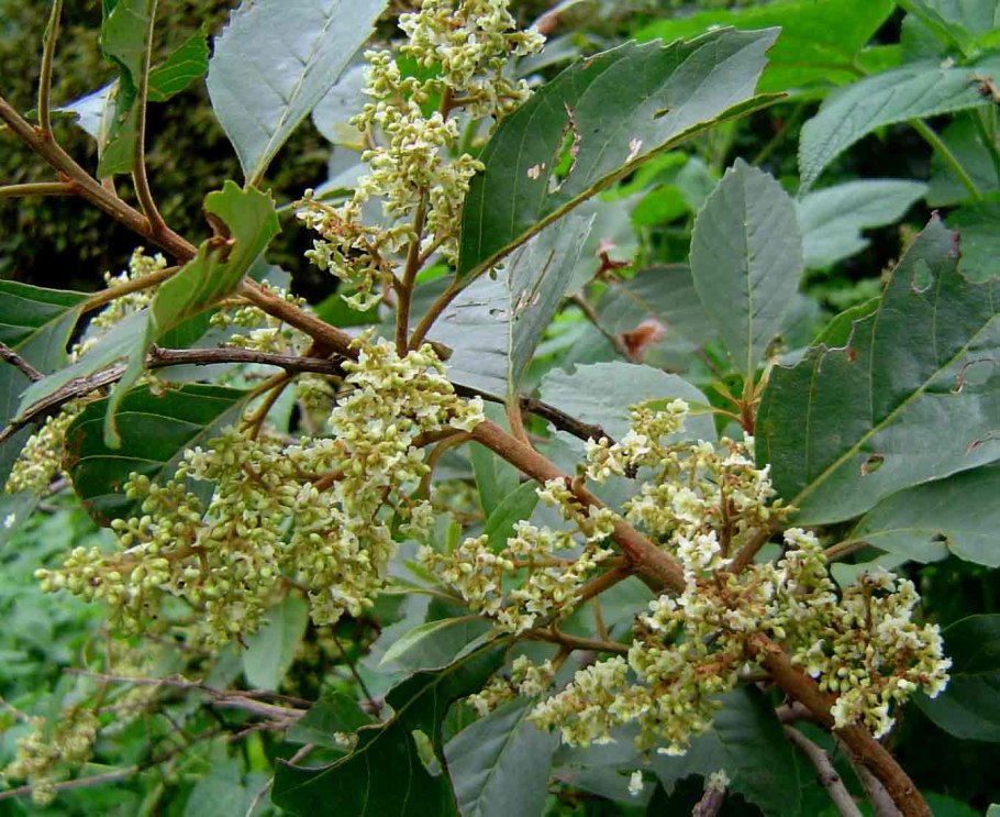 Меза китайская