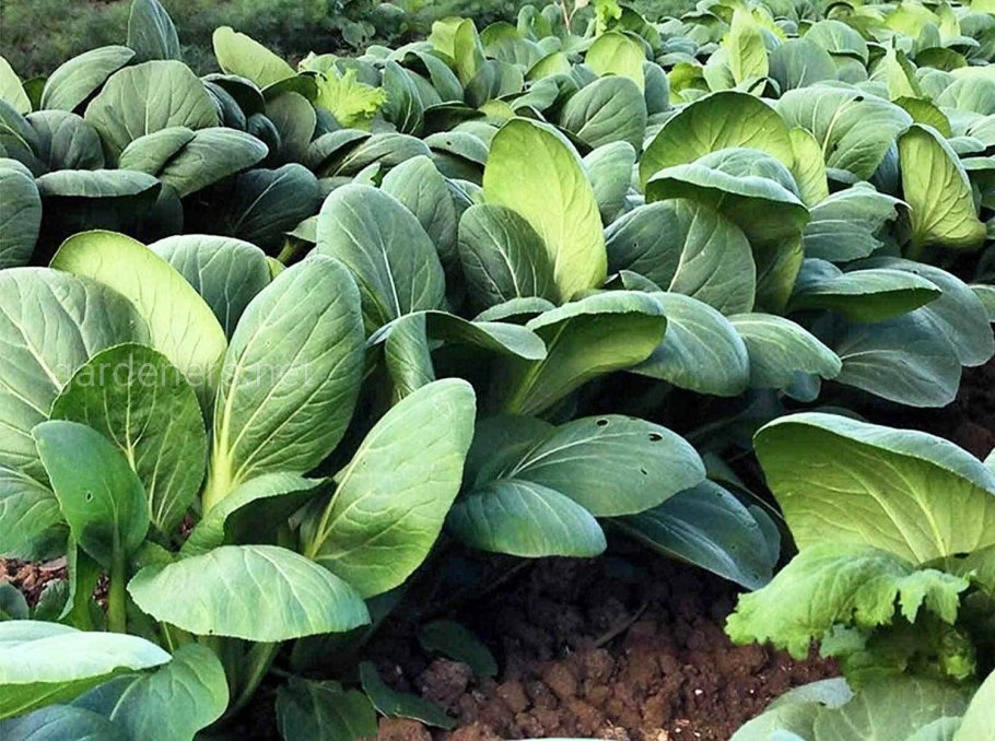 Лимонник Таежный