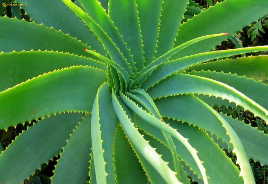 Выставка суккулентов на ВВЦ