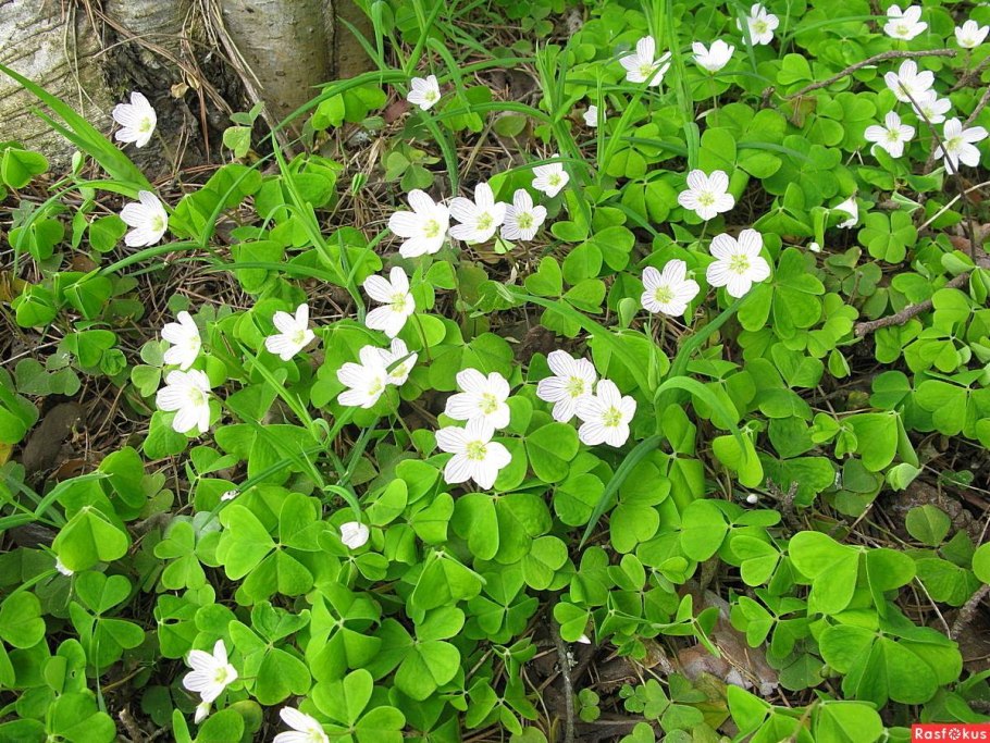 Обои на рабочий стол архаика