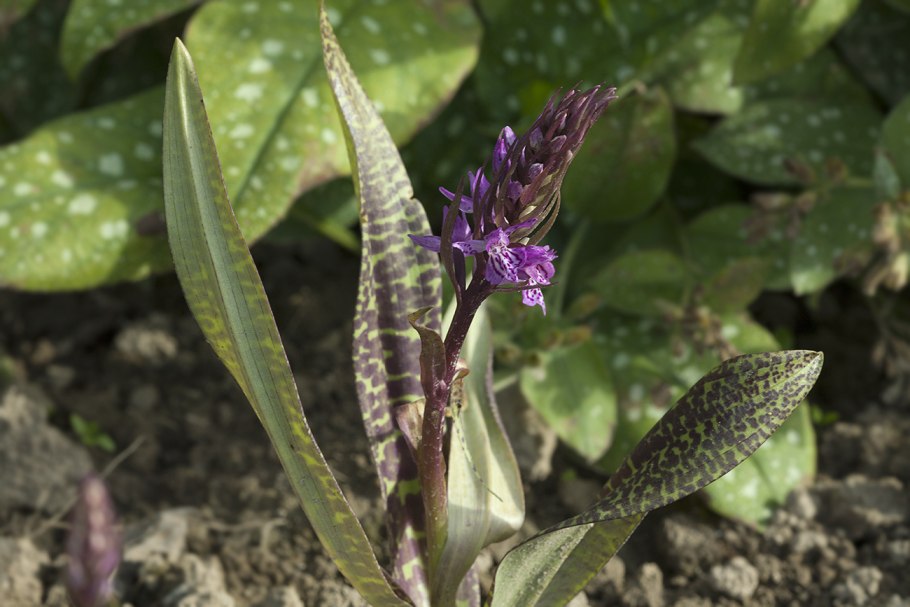 Dactylorhíza Baltica