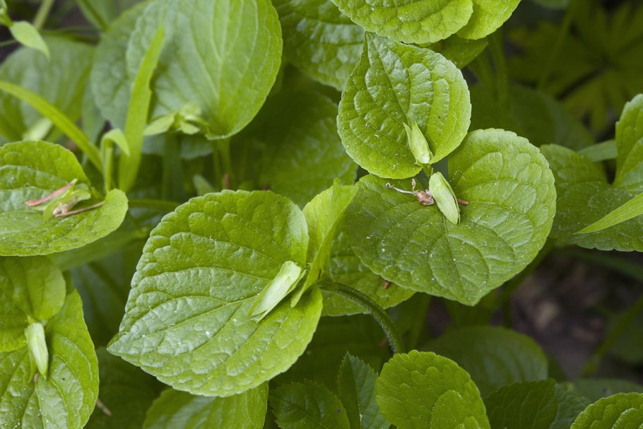 Physochlaina orientalis