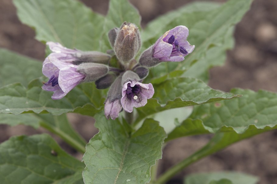 Меза цветок