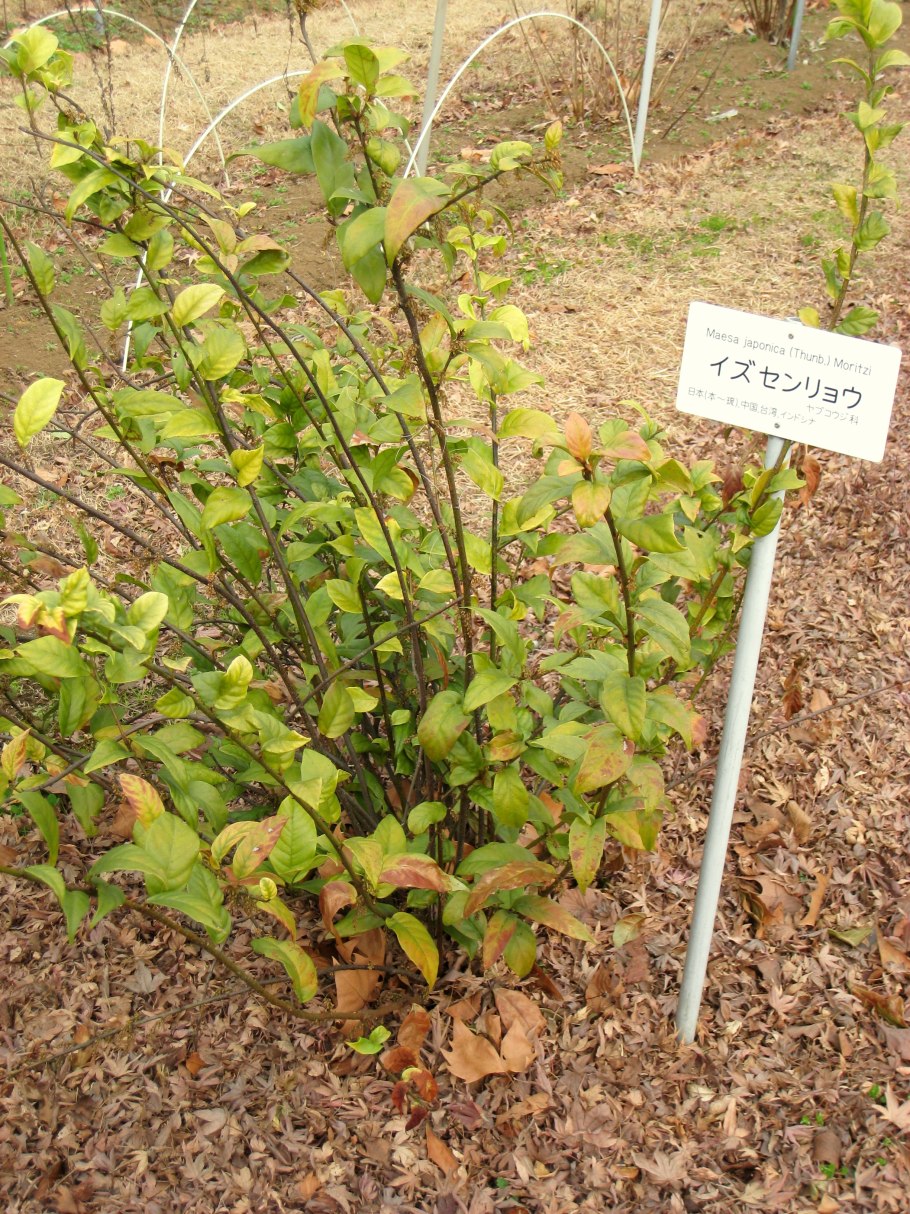 Fejka фейка искусственное растение в горшке, д/дома/улицы полиподиум9 см