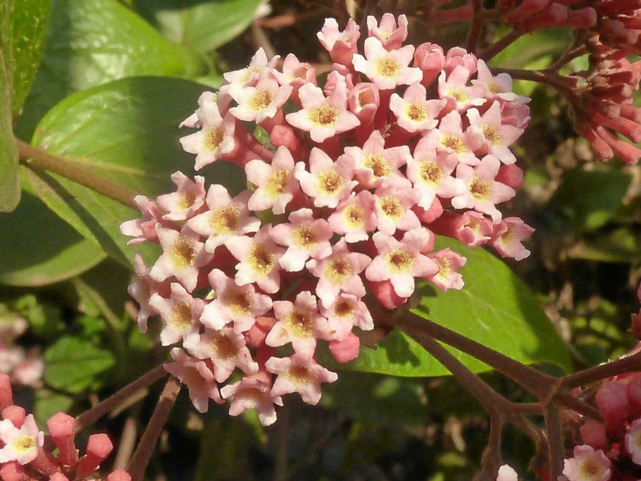 Искусственный растение 2 метра Нижнекамск