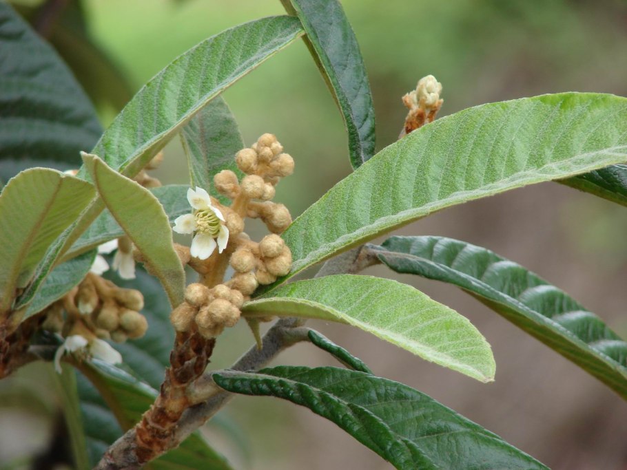 Стробилантес Криспа вариегатный
