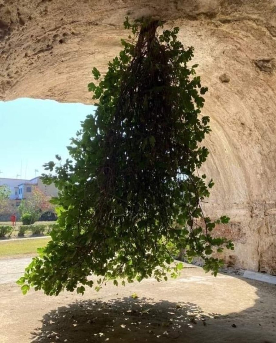 Гвоздика Смолевка