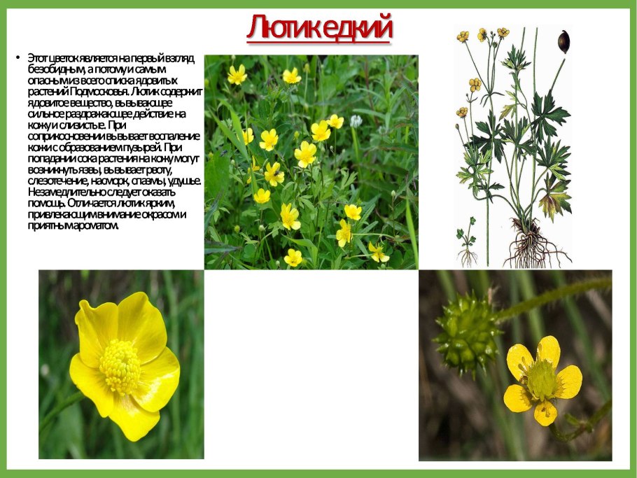 Ядовитые растения