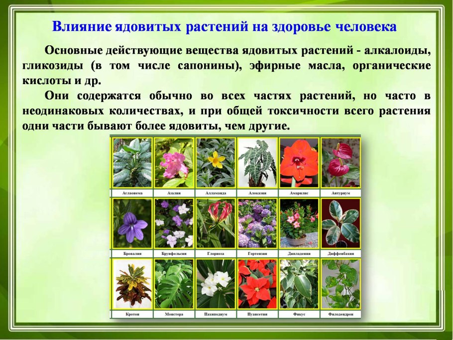 Какие бывают ядовитые растения