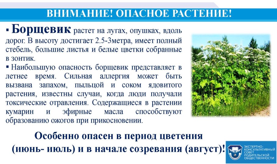 Борщевик ядовитое растение для детей