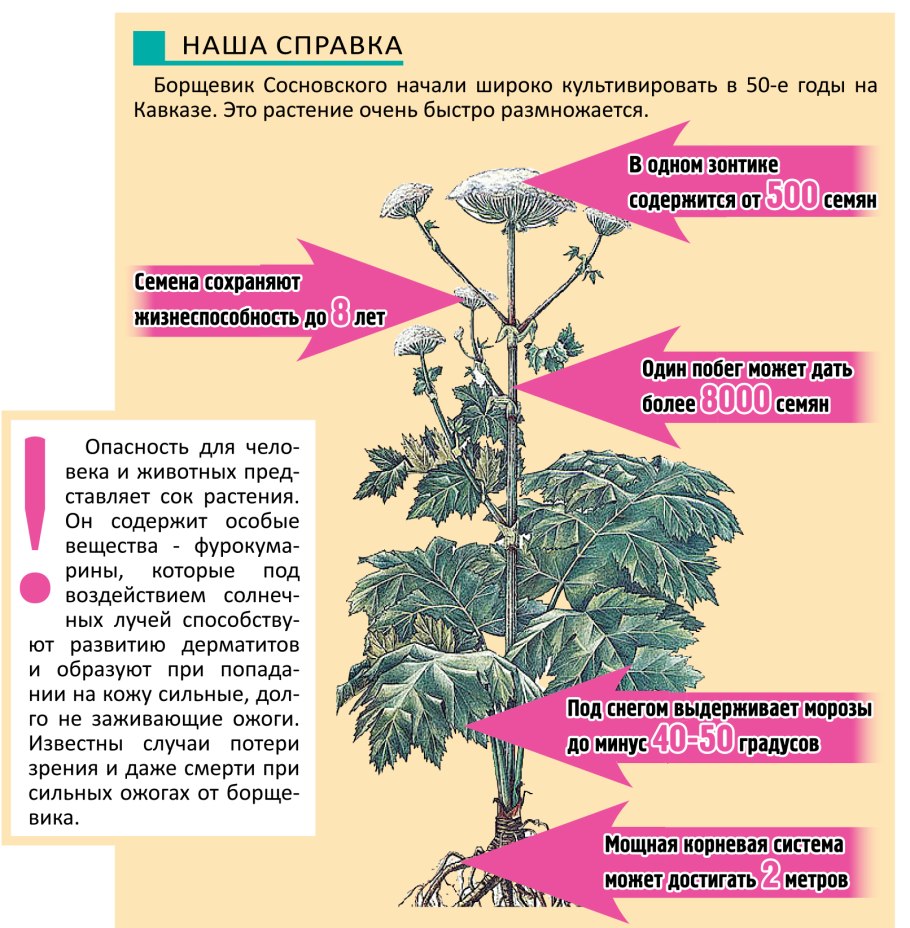 Волчье лыко ядовитое растение описание