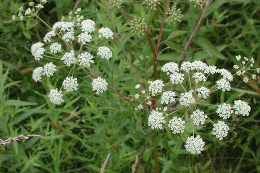 Вороний глаз ядовитое растение