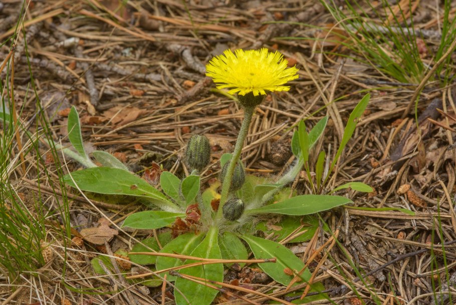 Ястребинка волосистая Hieracium pilosella