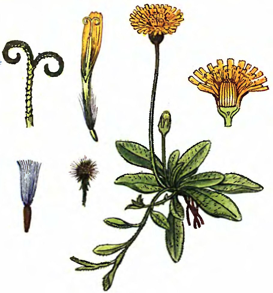 Ястребинка Луговая