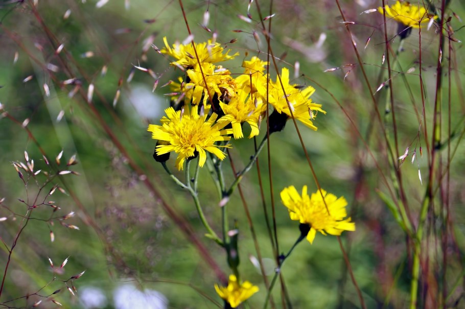 Ястребинка зонтичная