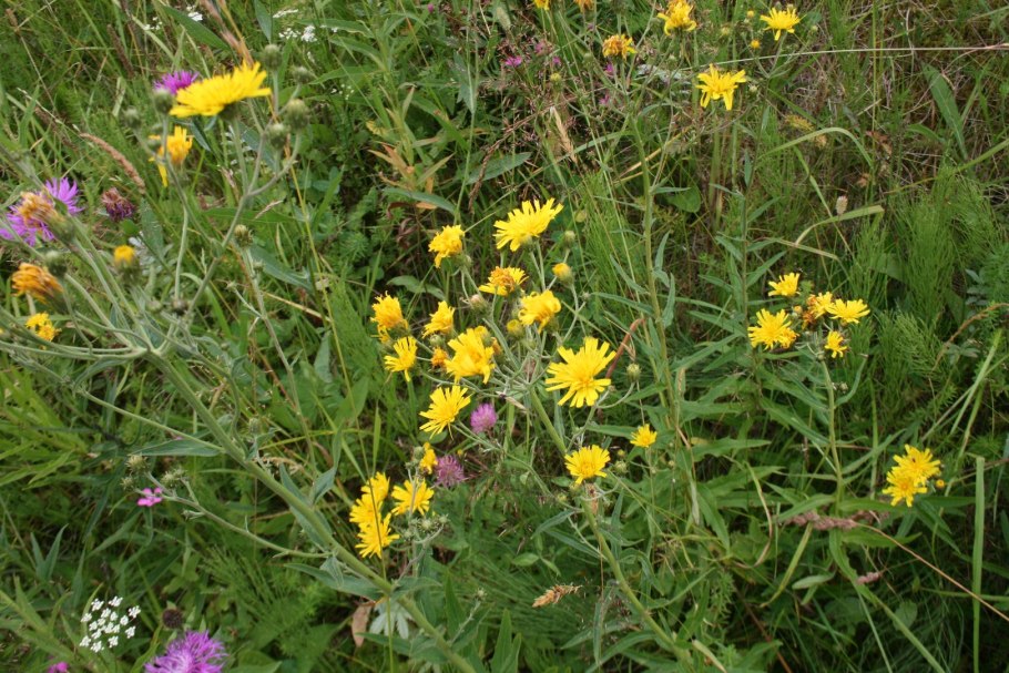 Ястребинка волосистая Hieracium pilosella