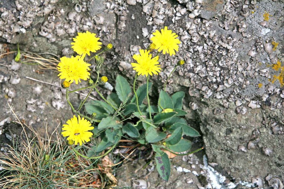 Ястребинка зонтичная Hieracium umbellatum