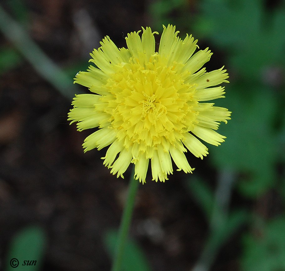 Ястребинка волосистая Hieracium pilosella