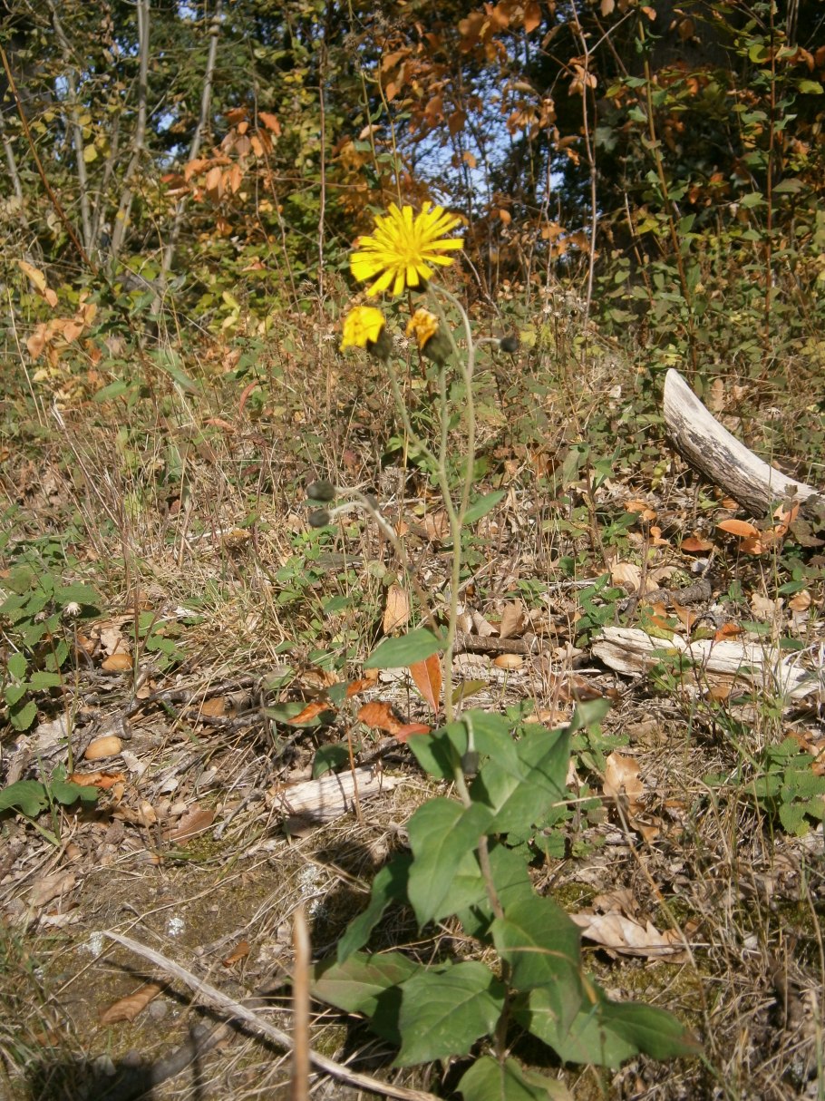 Hieracium - Ястребинка